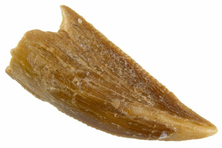 Serrated Raptor Tooth - Real Dinosaur Tooth #305520